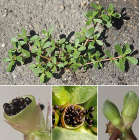 Portulaca